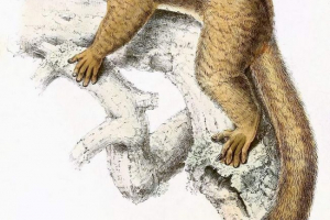 Wilcolone lemur - mali miša lemur Wilcolone lemur - mali miša lemur